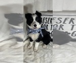 Small #1 Australian Shepherd