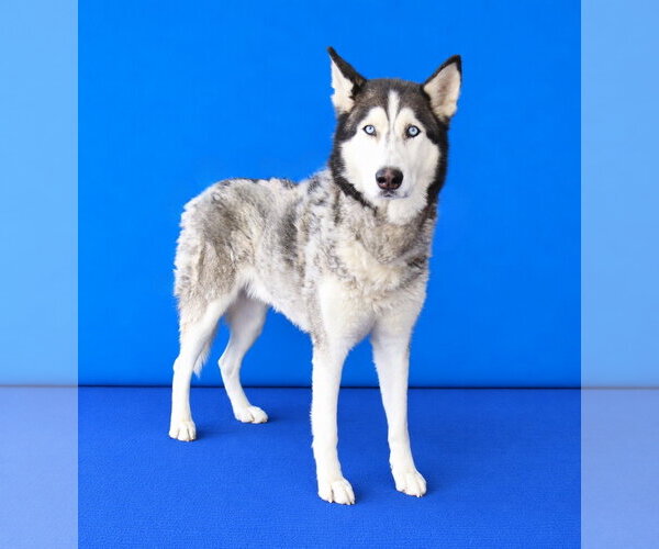 Medium Photo #2 Siberian Husky Puppy For Sale in Pasadena, CA, USA
