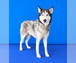 Small Photo #2 Siberian Husky Puppy For Sale in Pasadena, CA, USA
