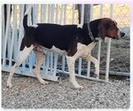 Small #1 Coonhound