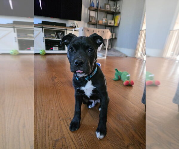 Medium Photo #5 Mutt Puppy For Sale in Raleigh, NC, USA