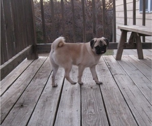 Pug Puppy for sale in MARYVILLE, MO, USA