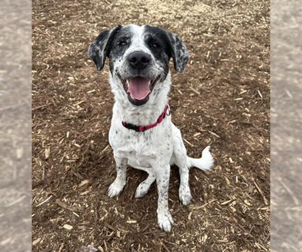 Medium Photo #1 Mutt Puppy For Sale in Denver, CO, USA
