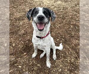Mutt Dogs for adoption in Denver, CO, USA