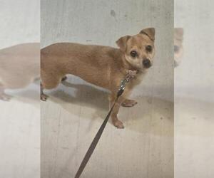 Mutt Dogs for adoption in San Antonio, TX, USA