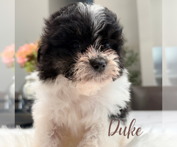 Medium Photo #7 Pomapoo (Standard) Puppy For Sale in ADDISON, IL, USA