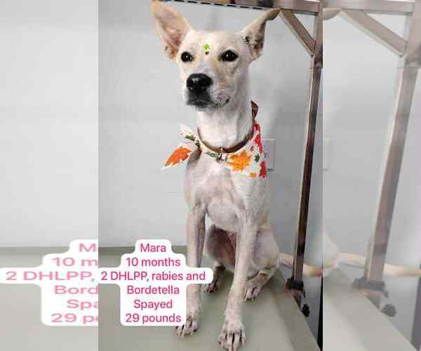 Medium Photo #1 Feist Terrier-Unknown Mix Puppy For Sale in Virginia Beach, VA, USA