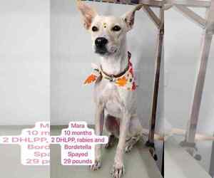 Feist Terrier-Unknown Mix Dogs for adoption in Virginia Beach, VA, USA