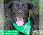 Small #1 Labrador Retriever-Retriever  Mix