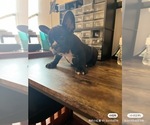 Small #8 French Bulldog
