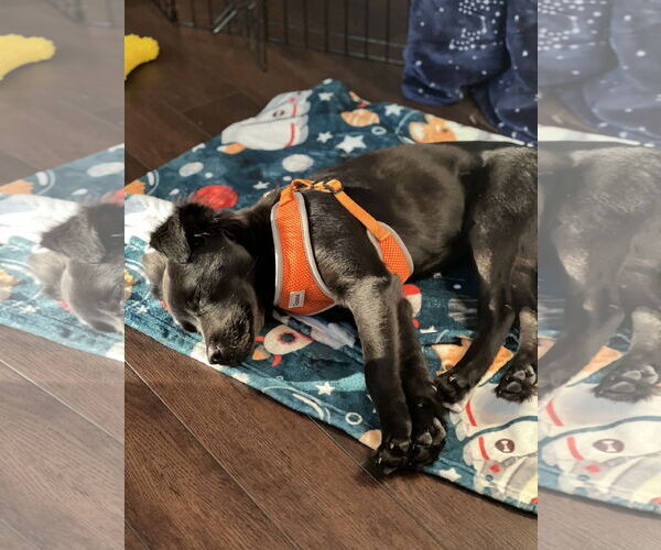 Medium Photo #12 Border Collie-Golden Retriever Mix Puppy For Sale in Virginia Beach, VA, USA