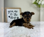 Small #4 Yorkshire Terrier