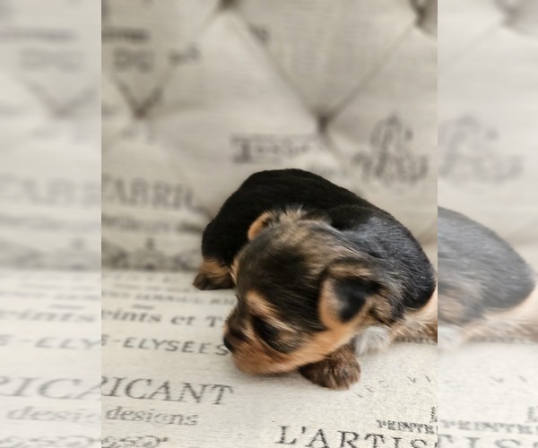 Medium Photo #3 Yorkshire Terrier Puppy For Sale in SALEM, OR, USA