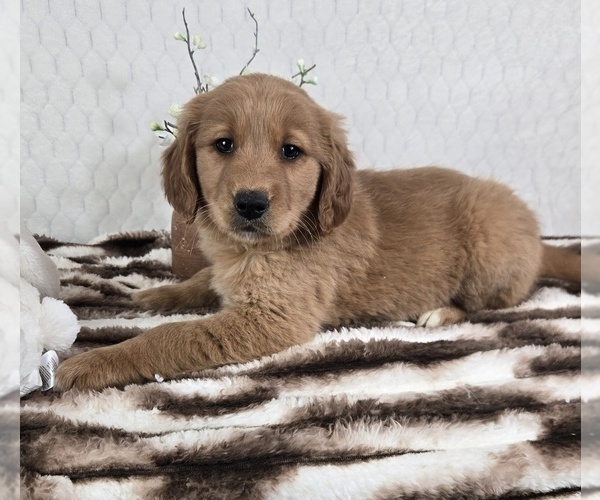 Medium Photo #1 Golden Retriever Puppy For Sale in FRANKLIN, IN, USA