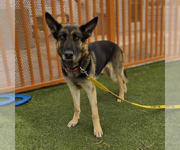 Medium Photo #1 German Shepherd Dog-Unknown Mix Puppy For Sale in Las Vegas, NV, USA