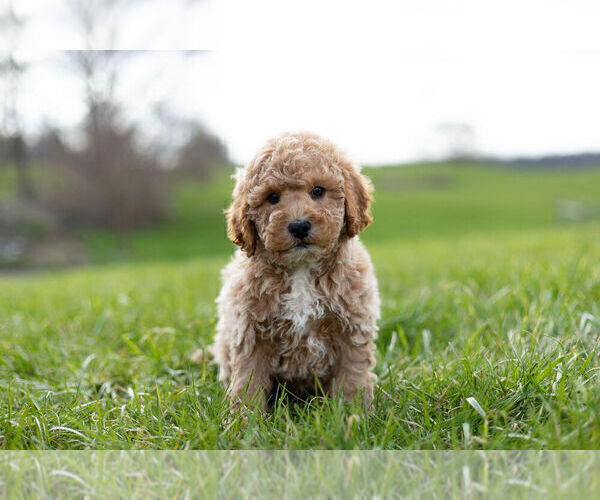 Medium Photo #7 Goldendoodle-Poodle (Miniature) Mix Puppy For Sale in WARSAW, IN, USA