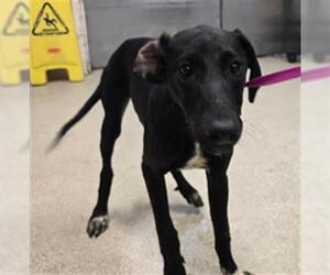 Medium Doberman Pinscher-Labrador Retriever Mix