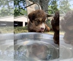 Puppy 2 F2 Aussiedoodle
