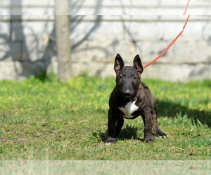 Miniature Bull Terrier Puppy for sale in Kiskoros, Bacs-Kiskun, Hungary