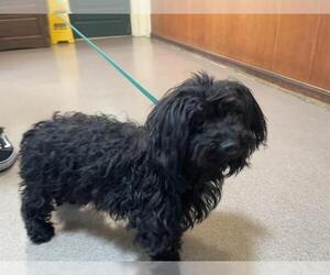 Maltese Dogs for adoption in Pasadena, CA, USA