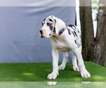 Small Photo #187 Great Dane Puppy For Sale in WAKARUSA, IN, USA