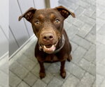 Small #1 Doberman Pinscher Mix