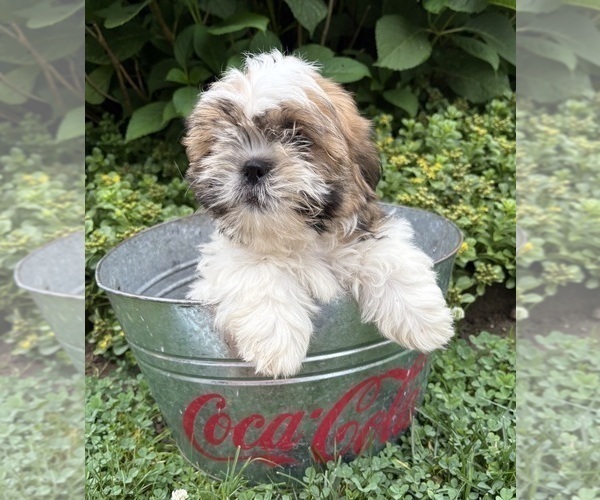 Medium Photo #2 Shih Tzu Puppy For Sale in MIDDLEBURY, IN, USA