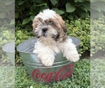 Small #1 Shih Tzu