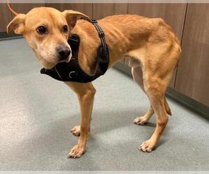 Labrador Retriever-Unknown Mix Dogs for adoption in Baytown, TX, USA