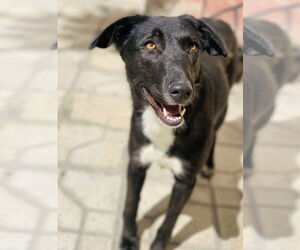 Buttercup - Female Mutt Dog for Adoption - Photo #2