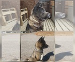 Small Akita