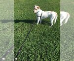 Small #3 Labrador Retriever Mix