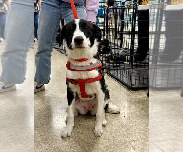 Medium Photo #5 Pyrenees Border Collie Puppy For Sale in Bolivar, MO, USA