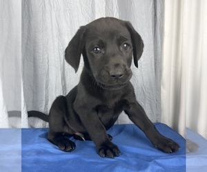 Labrador Retriever Puppy for sale in GREENWOOD, IN, USA