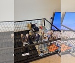 Image preview for Ad Listing. Nickname: Litter of 6