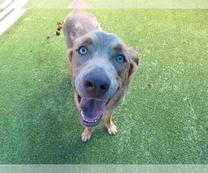 Siberian Husky-Unknown Mix Dogs for adoption in Grand Prairie, TX, USA