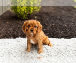 Cavalier King Charles Spaniel Puppy for sale in TOPEKA, IN, USA