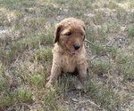 Small Photo #2 Goldendoodle Puppy For Sale in HALLETTSVILLE, TX, USA
