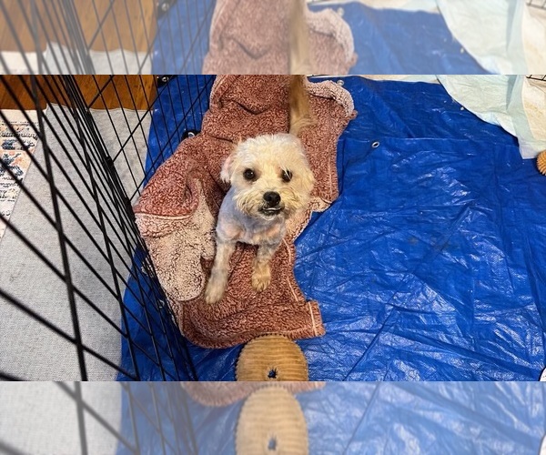 Medium Photo #3 Maltese-Unknown Mix Puppy For Sale in Grafton, WI, USA