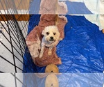 Small #2 Maltese Mix