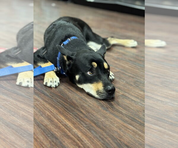 Medium Photo #6 Siberian Husky-Unknown Mix Puppy For Sale in Fort Worth, TX, USA