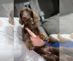 Small Photo #1 Dachshund Puppy For Sale in STURGIS, MI, USA