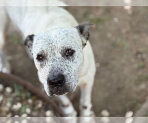 American Pit Bull Terrier-Unknown Mix Dogs for adoption in Tulsa, OK, USA