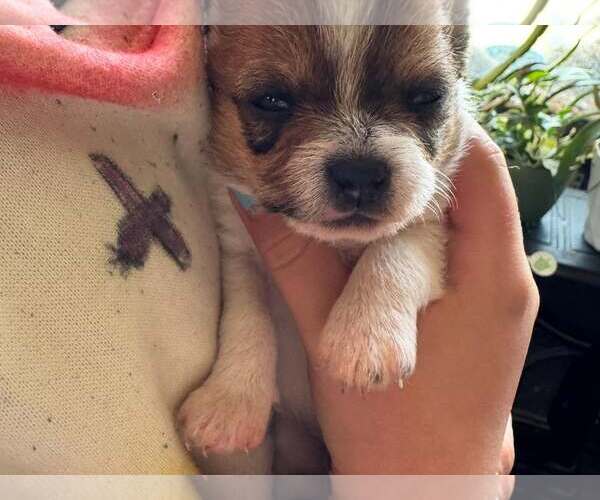 Medium Photo #3 Chihuahua-Unknown Mix Puppy For Sale in MIDWAY, UT, USA