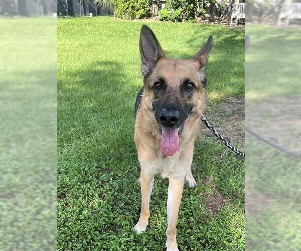 Medium Photo #1 German Shepherd Dog Puppy For Sale in Fort Lauderdale, FL, USA
