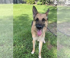 German Shepherd Dog Dogs for adoption in Fort Lauderdale, FL, USA
