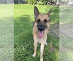 Small German Shepherd Dog