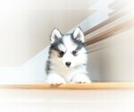 Small Photo #4 Pomsky Puppy For Sale in DRACUT, MA, USA