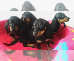 Dachshund Puppy for Sale in LONE TREE, Colorado USA