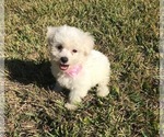 Small Photo #2 Bichon Frise Puppy For Sale in CLEAR LAKE CITY, TX, USA